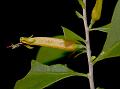 Wedge-Leaf Mistletoe